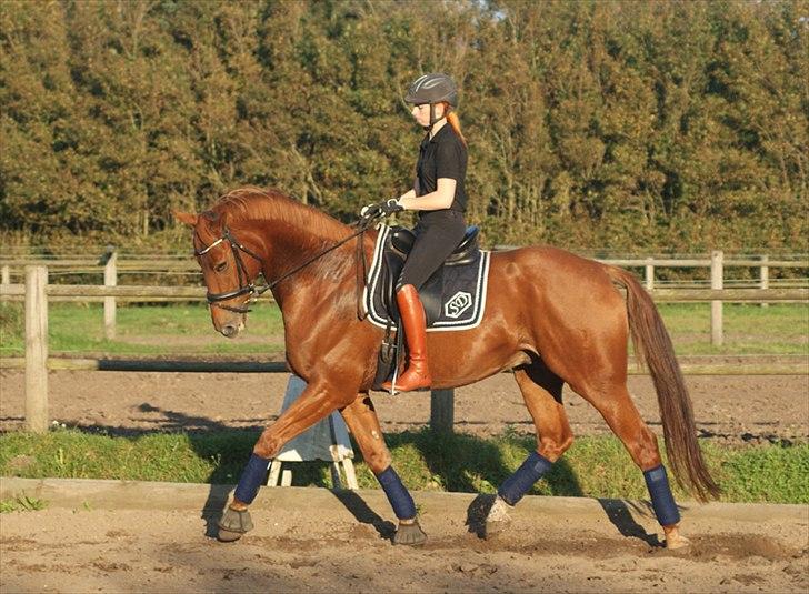 Dansk Varmblod Lundens Rusty - SOLGT :'( - D. 1 oktober 2011 (: billede 9