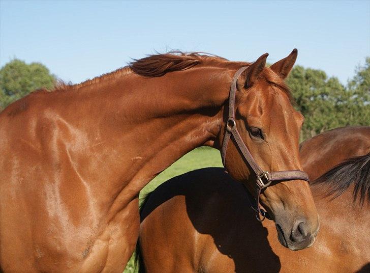 Dansk Varmblod Lundens Rusty - SOLGT :'( - D. 10 juni 2011 (:
Da han gik på døgnfold (: billede 4