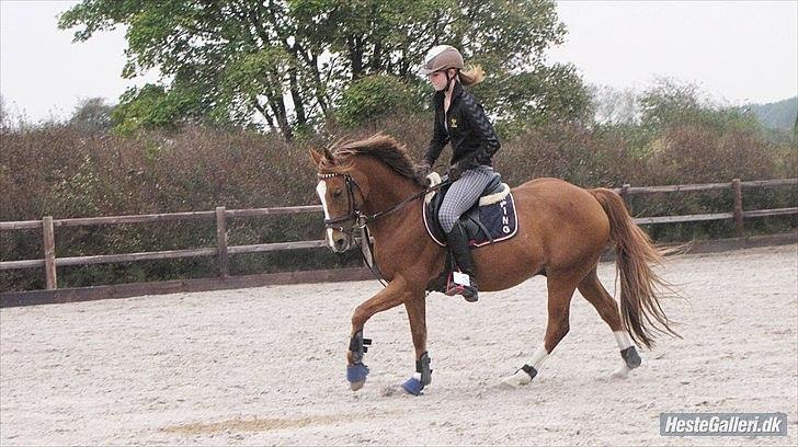 Tysk Sportspony Denver tidl. hest billede 6