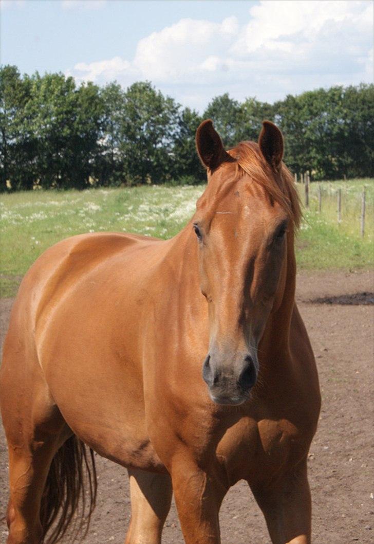 Dansk Varmblod Lundens Rusty - SOLGT :'( - D. 7 juli 2011 (:
Store som nyder at være vild hest (: billede 12