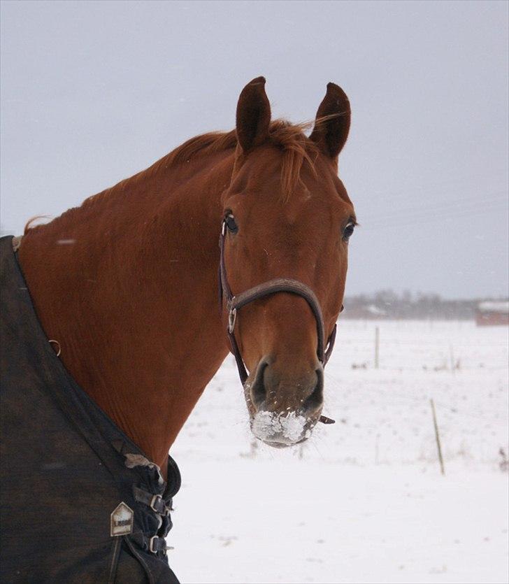 Dansk Varmblod Lundens Rusty - SOLGT :'( - D. 29 november 2010 (:
Han elsker at lege i sne! ;) billede 10