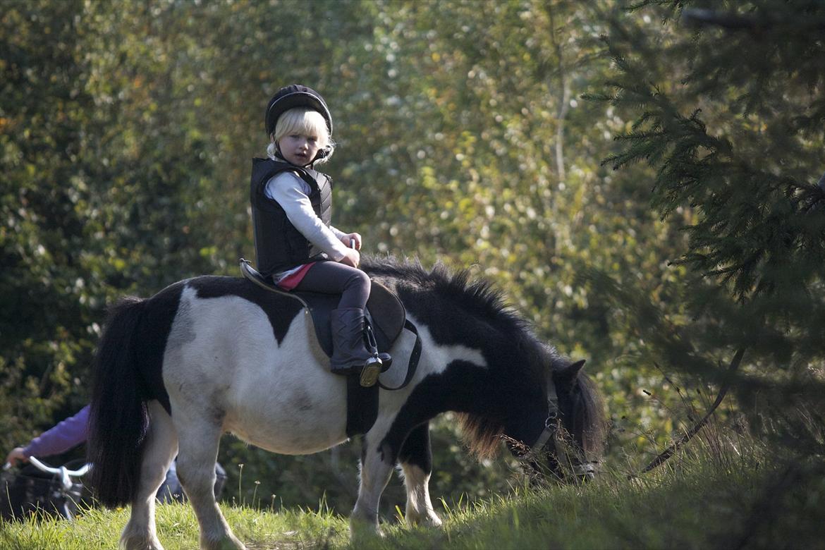 Shetlænder Ramus Klump - på tur med Silje i skoven billede 2