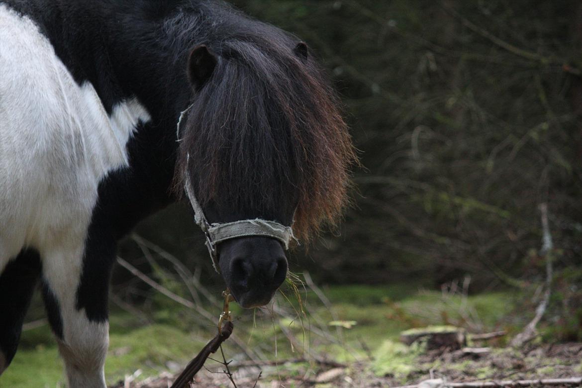 Shetlænder Ramus Klump - Hans lille behåret hoved :D billede 3