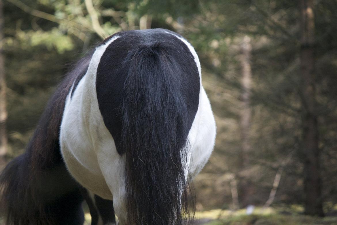Shetlænder Ramus Klump - Hans rumpe, læg mærke til den næsten er ens på begge sider  billede 4