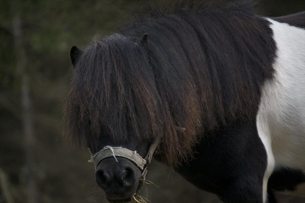 Shetlænder Ramus Klump billede 5