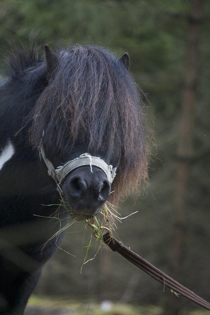 Shetlænder Ramus Klump billede 6