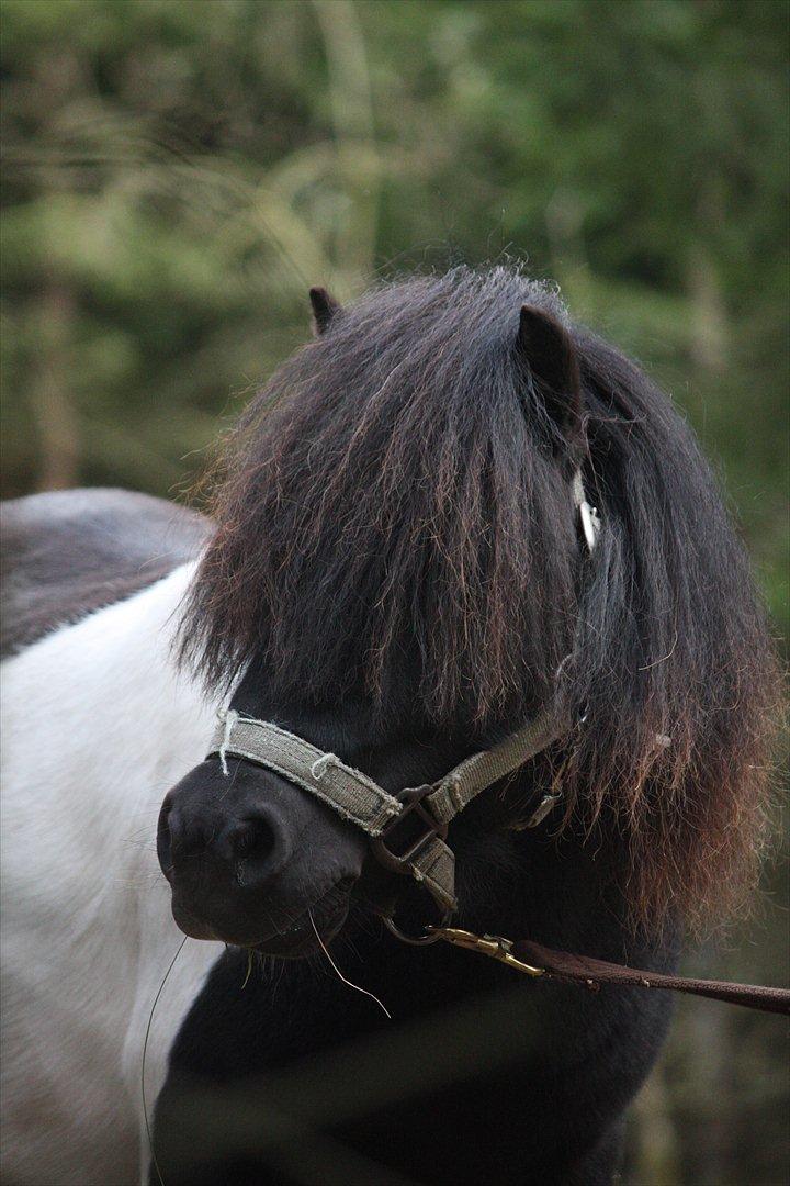 Shetlænder Ramus Klump - Hej og velkommen til Rasmus profil :) billede 1