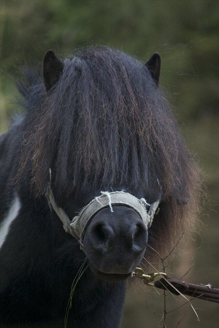 Shetlænder Ramus Klump - Meget små øre ;) billede 7