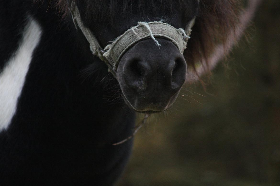 Shetlænder Ramus Klump - En MEGET lille mule :D billede 8
