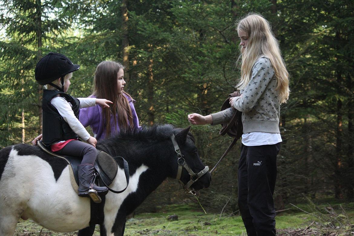 Shetlænder Ramus Klump - På tur med Silje, Klara og Line billede 10