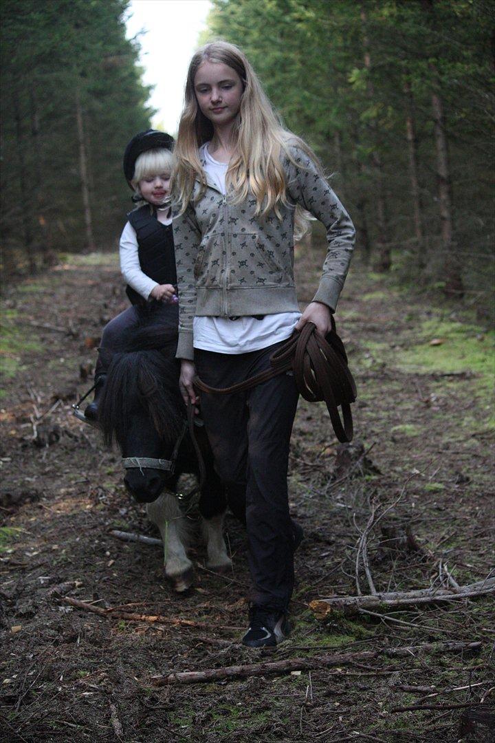 Shetlænder Ramus Klump billede 11