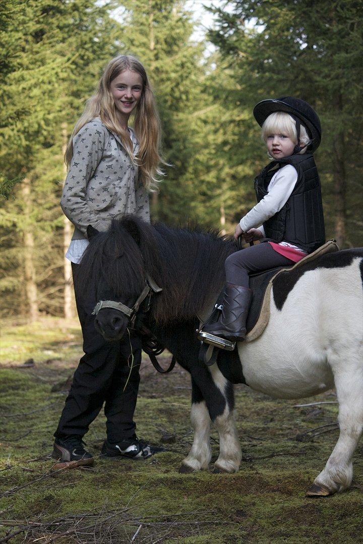 Shetlænder Ramus Klump billede 12