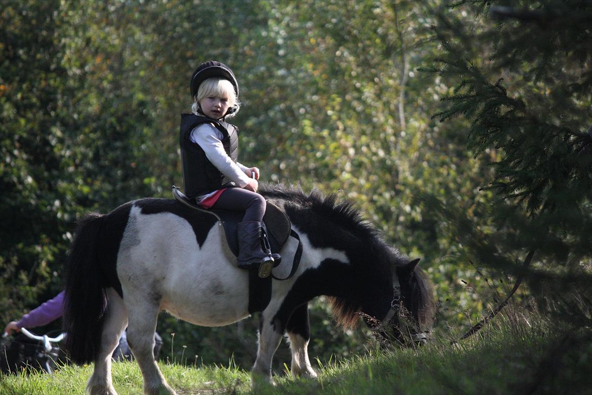 Shetlænder Ramus Klump billede 13
