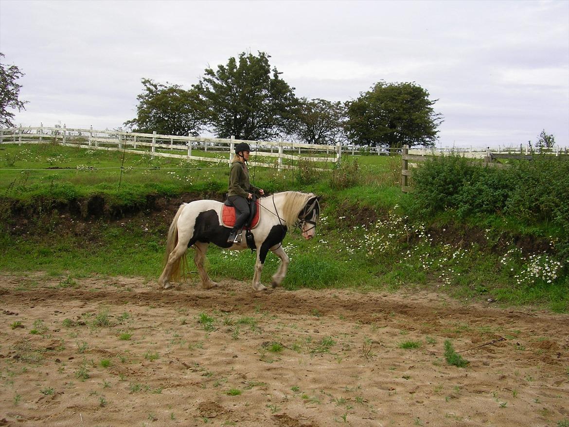 Tinker Ayla - vi øver dressur billede 8