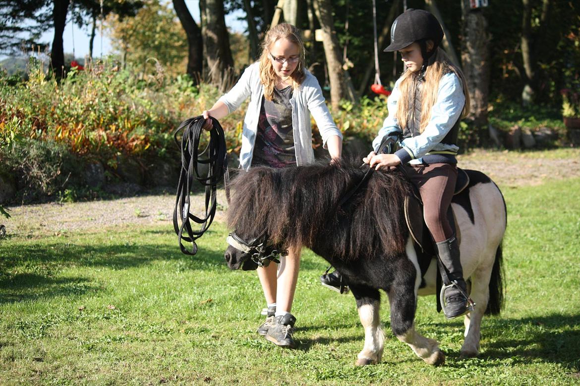 Shetlænder Ramus Klump billede 15