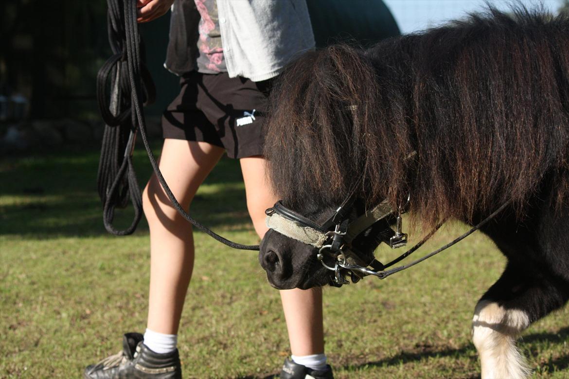 Shetlænder Ramus Klump - Kan i finde hans øre ? :D billede 16