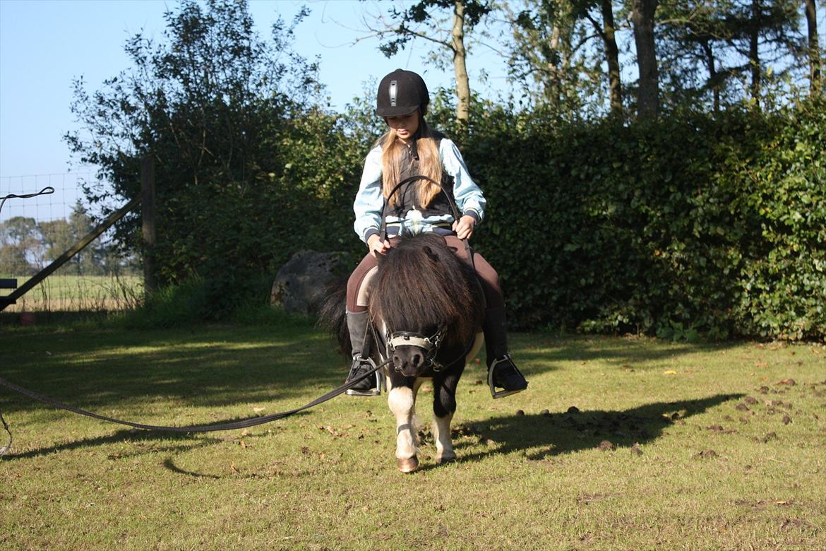 Shetlænder Ramus Klump - Igang med at blive styrbar billede 9