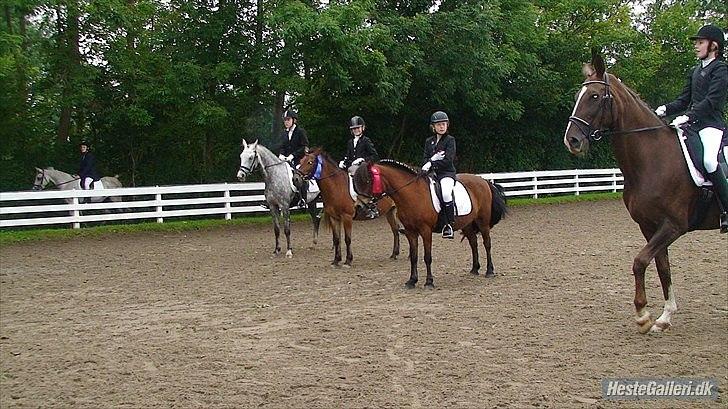 Anden særlig race Buster Larsen <3solgt :.- - vi har ige fået anden pads i lc2 love my poniiie billede 7