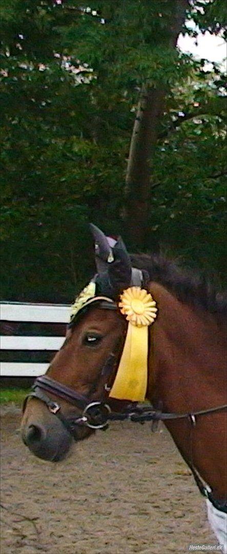 Anden særlig race Buster Larsen <3solgt :.- - har lige vundet 4plads i kustyme 
spring billede 8