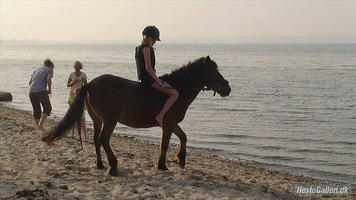 Anden særlig race Buster Larsen <3solgt :.- - på vej ud og bade billede 13