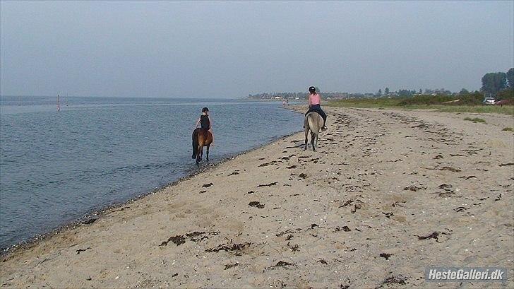 Anden særlig race Buster Larsen <3solgt :.- - på vej ned af stranden billede 15