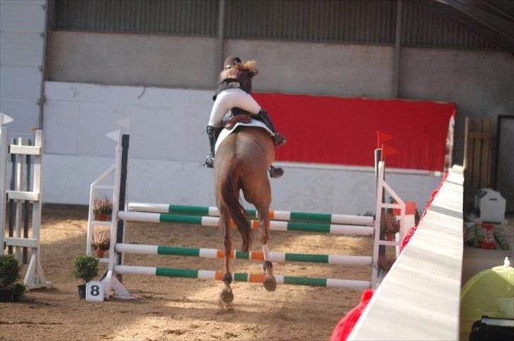 Dansk Varmblod Quadrifóglio - hejhej igen, tak fordi i kiggede forbi! billede 18