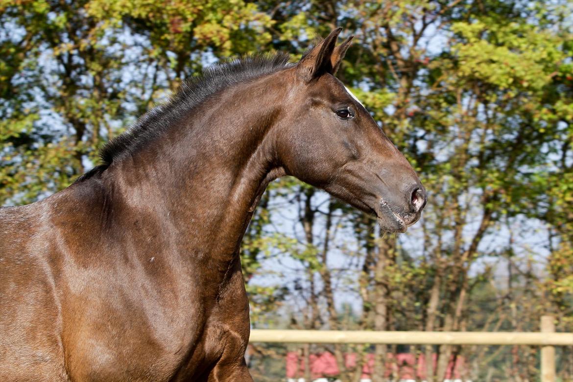 Anden særlig race Tchad the Spot (Død 2012) - foto Malene. okt. 2011 billede 10