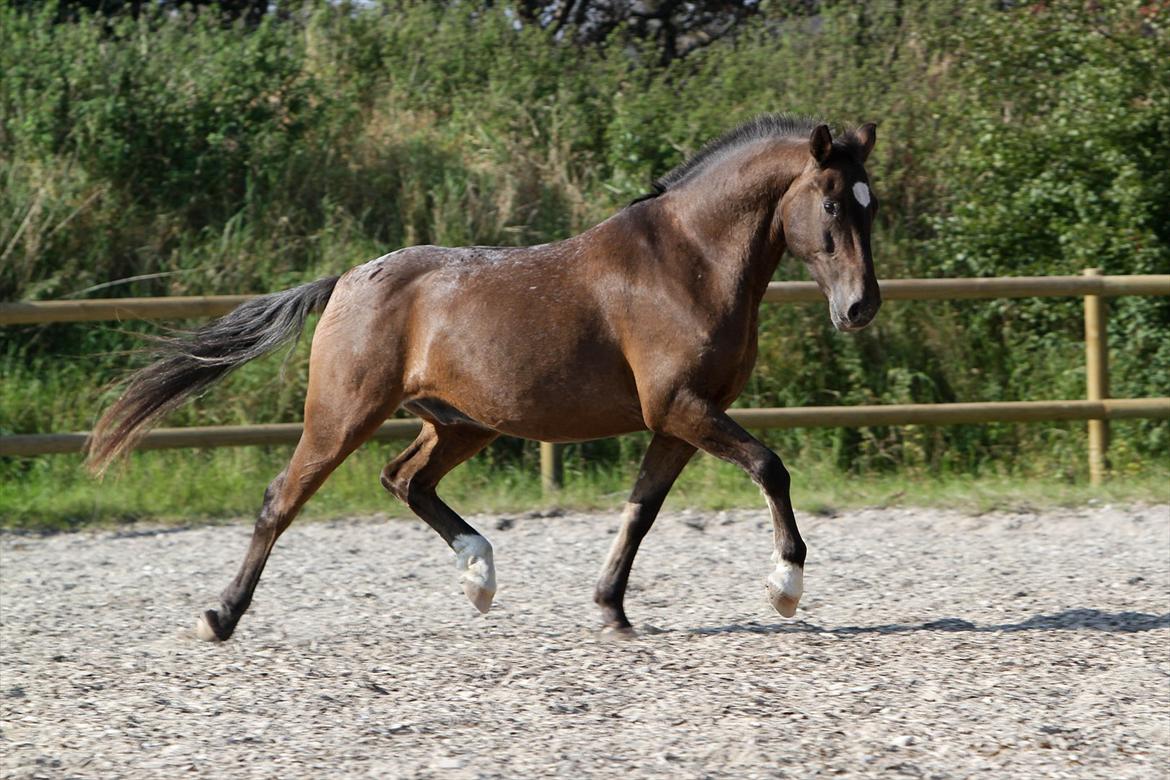 Anden særlig race Tchad the Spot (Død 2012) - foto Malene. Okt. 2011. billede 11