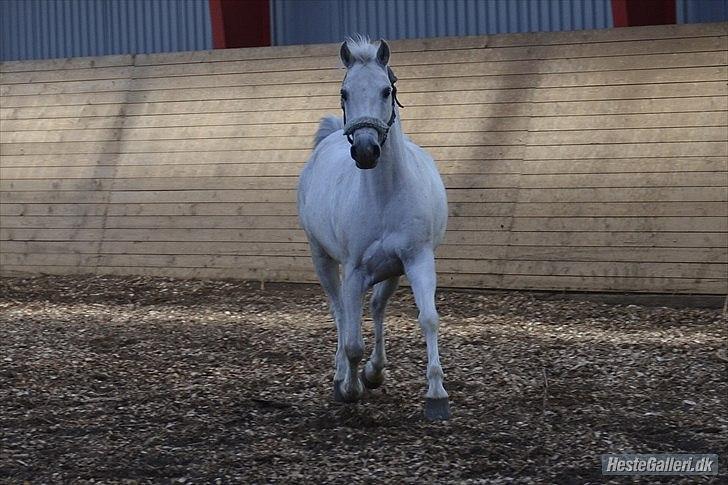 Anden særlig race Lukke<3 *pony<3* - Lille blærerøvs pony jeg har mig <3<3 billede 4