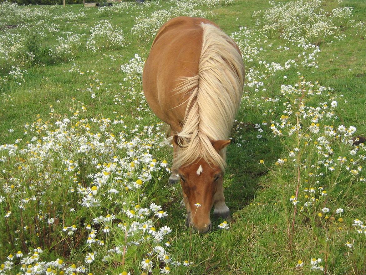 Shetlænder Flicka *Solgt - FLICKA på sommergræs<3<3<3 billede 10