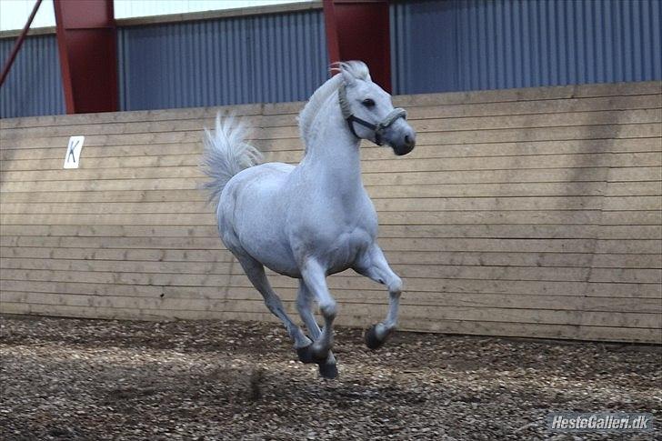 Anden særlig race Lukke<3 *pony<3* - En rigtig lille vildbasse er du :D
Sommer 2011 billede 5