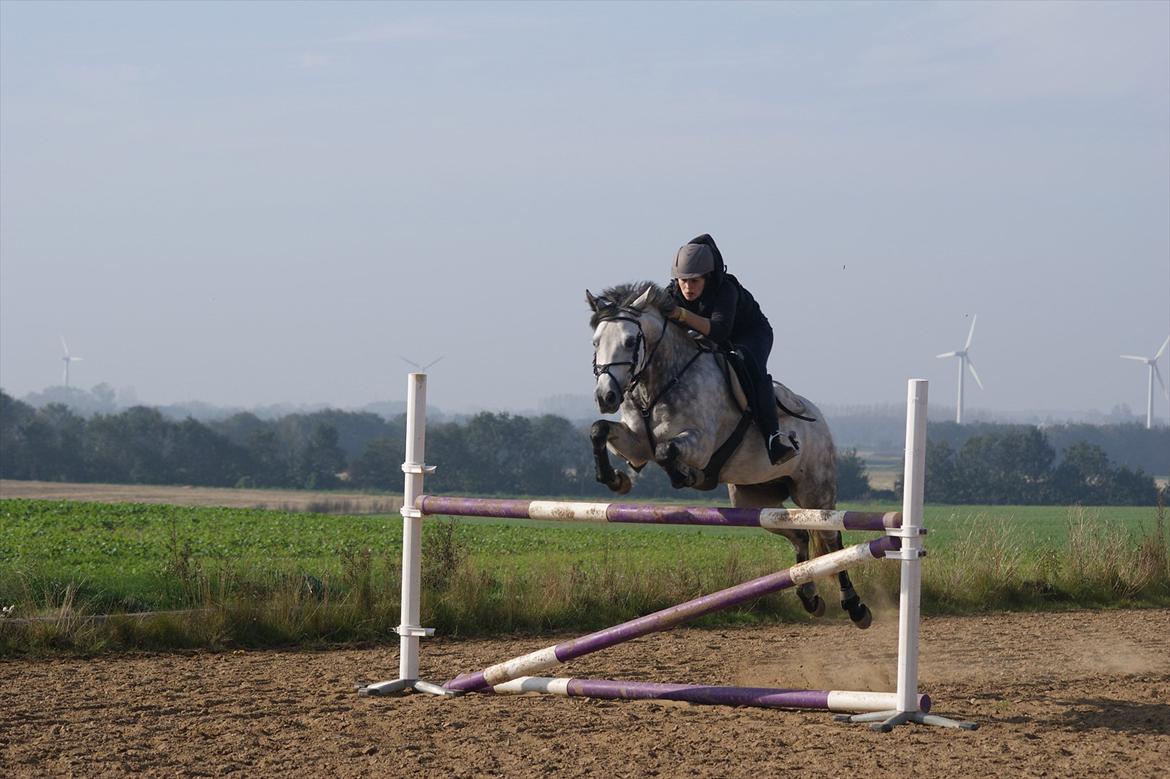 Anden særlig race Lukas - Udendørs springundervisning på LE billede 2