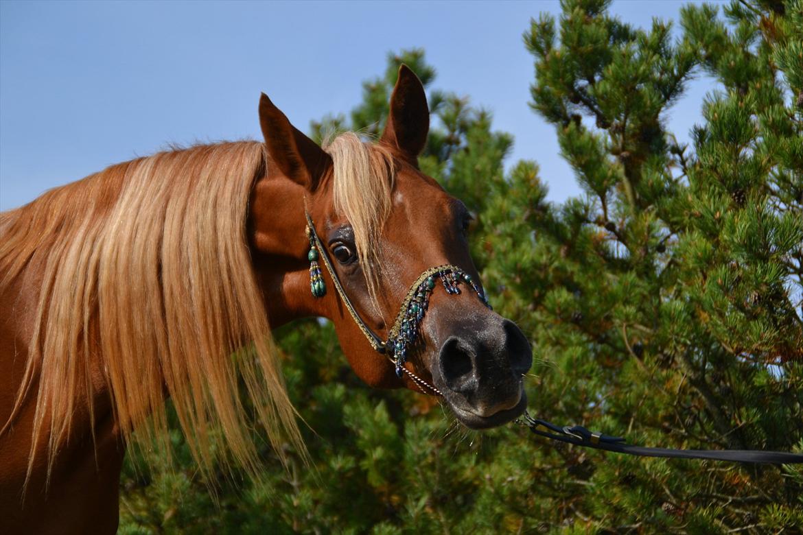 Arabisk fuldblod (OX) Shannaja billede 1