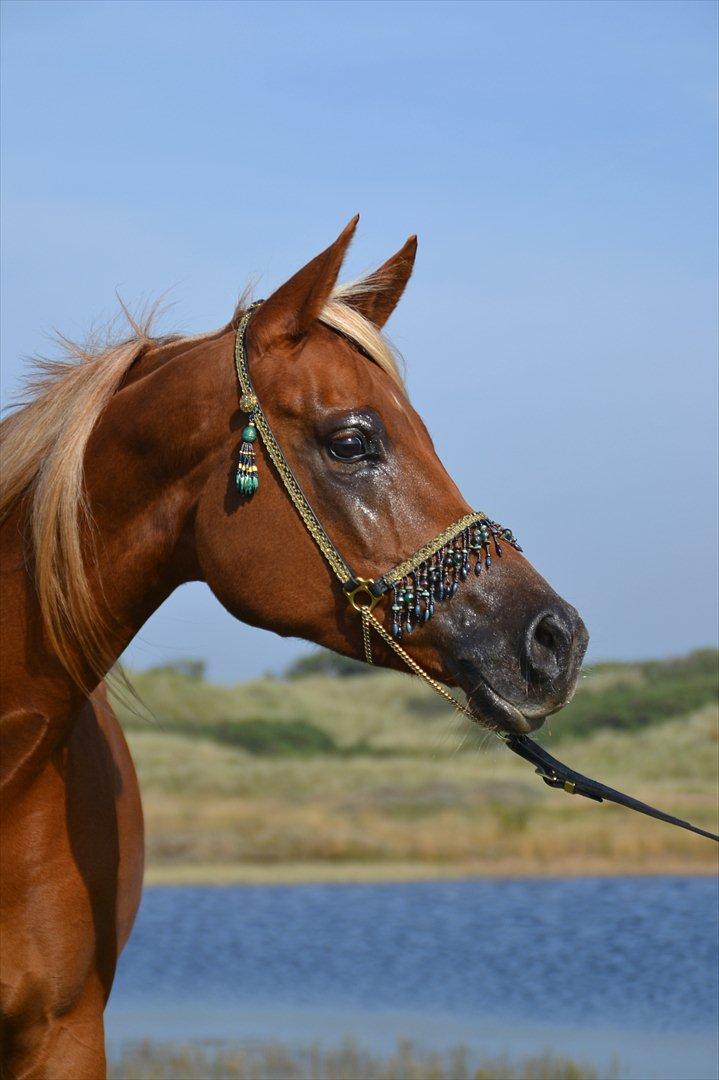 Arabisk fuldblod (OX) Shannaja billede 16