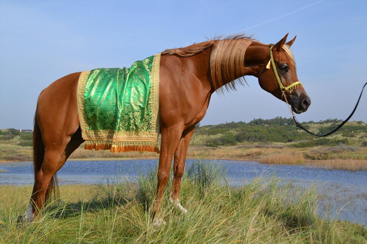 Arabisk fuldblod (OX) Shannaja billede 17