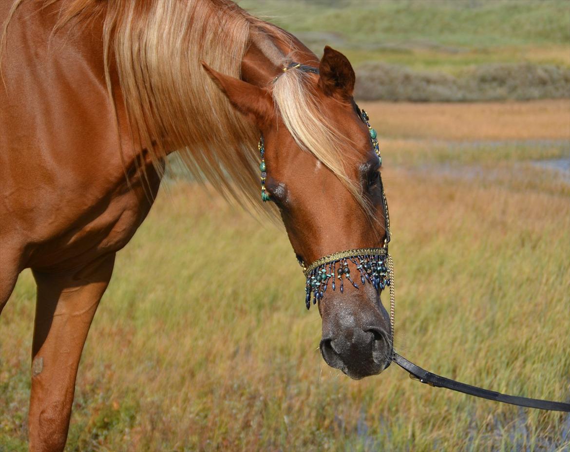 Arabisk fuldblod (OX) Shannaja billede 19