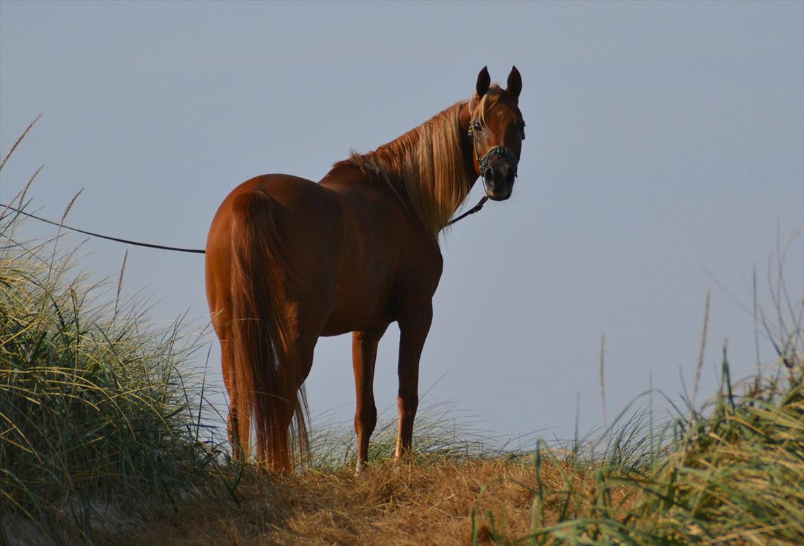 Arabisk fuldblod (OX) Shannaja billede 20