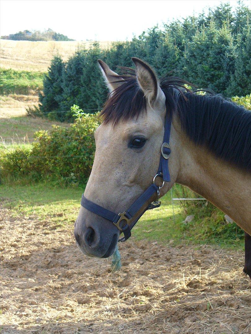 Pura Raza Española HOMERO EL BAYO - Homero som 14 måneder, han er født den 16/6 2010 billede 13