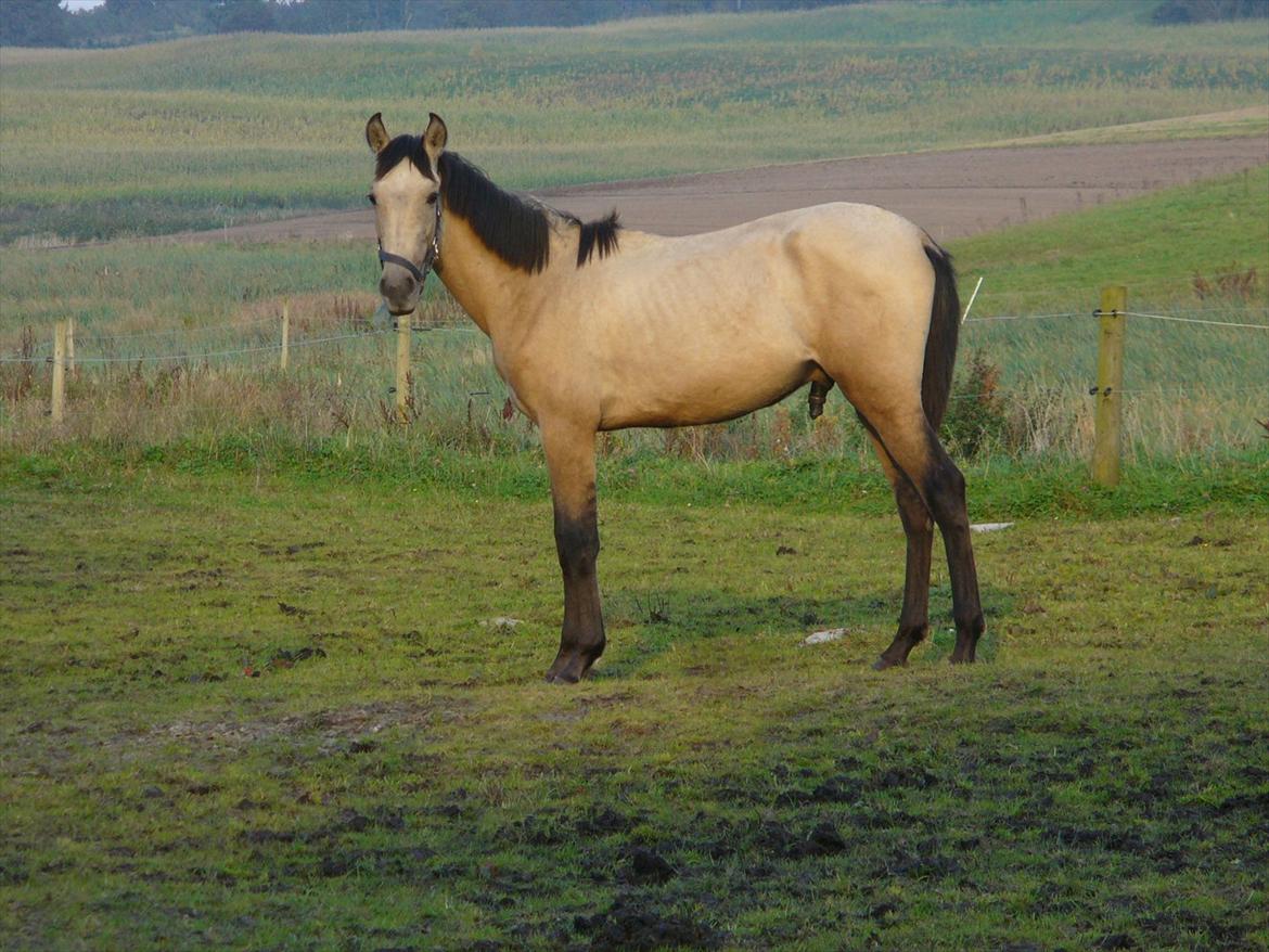 Pura Raza Española HOMERO EL BAYO - Homero som 15 måneder billede 8