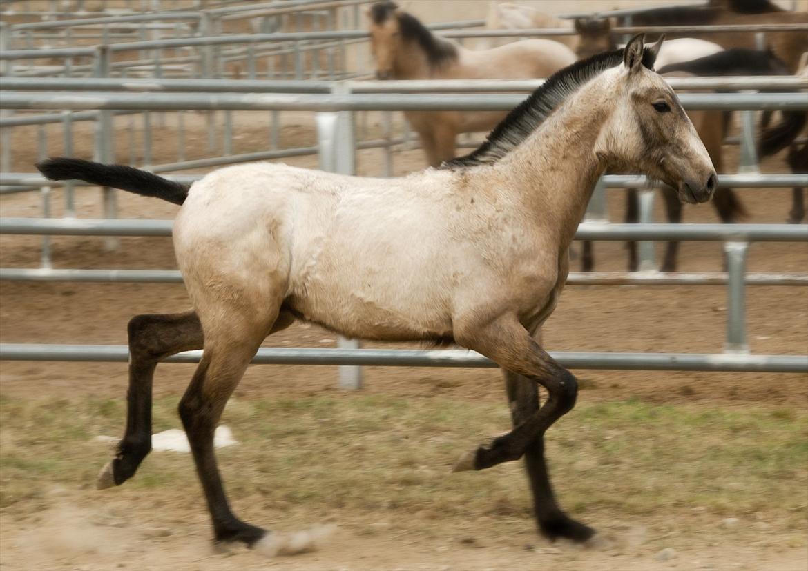 Pura Raza Española HOMERO EL BAYO - Homero i Spanien kun 10 måneder gammel. billede 11