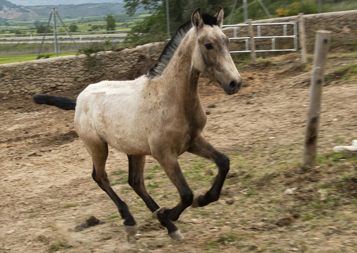 Pura Raza Española HOMERO EL BAYO - Homero i Spanien billede 14