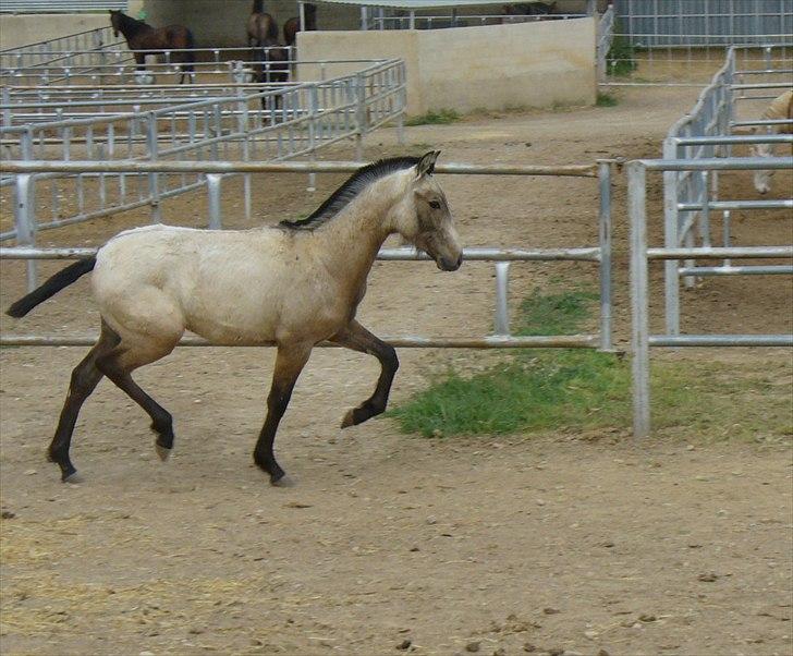 Pura Raza Española HOMERO EL BAYO - Homero i Spanien billede 12