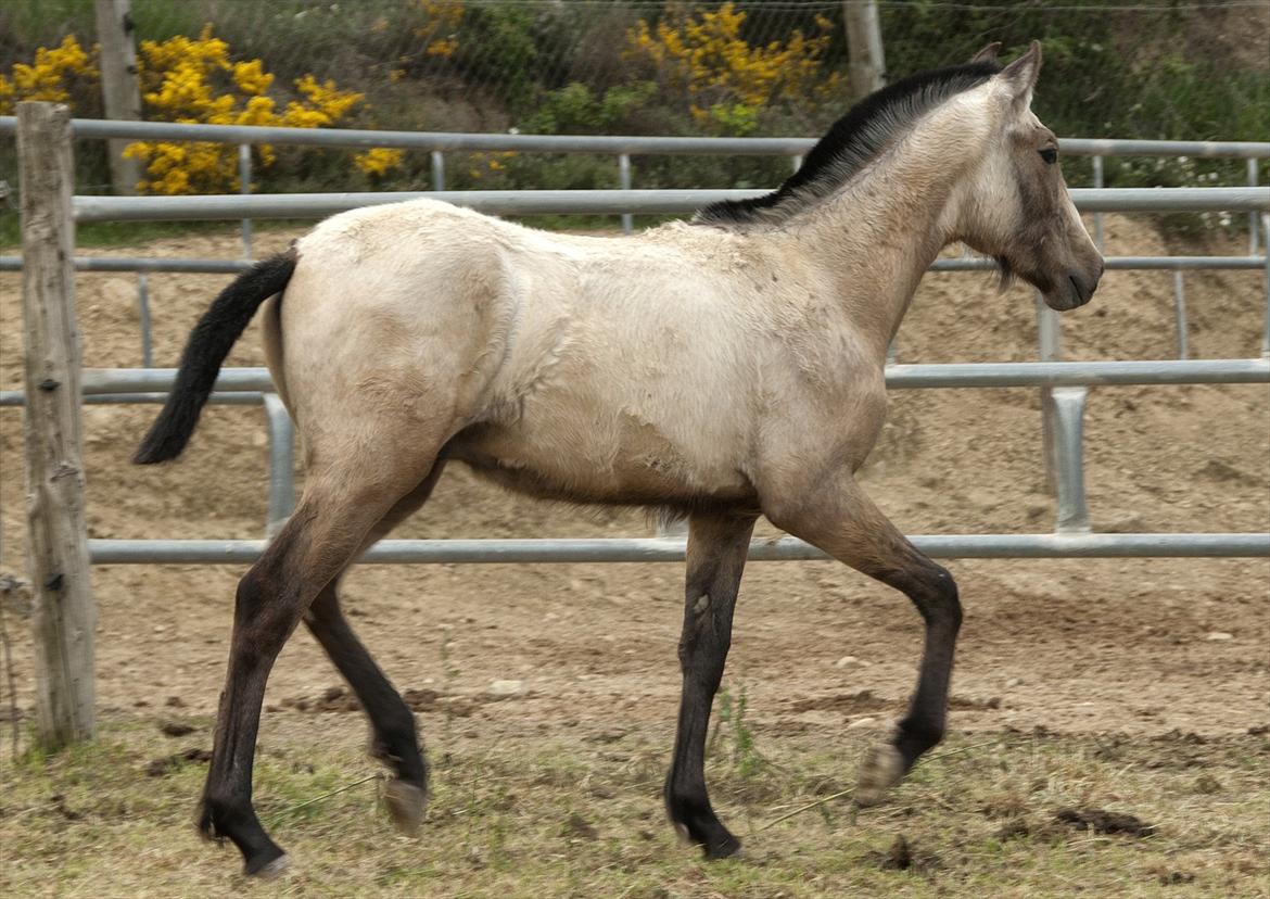 Pura Raza Española HOMERO EL BAYO - Også Homero i Spanien billede 9