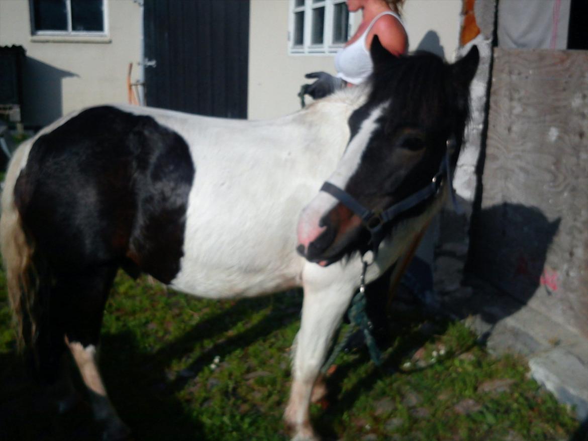 Anden særlig race Plet...<33 - ny vasket pony billede 9