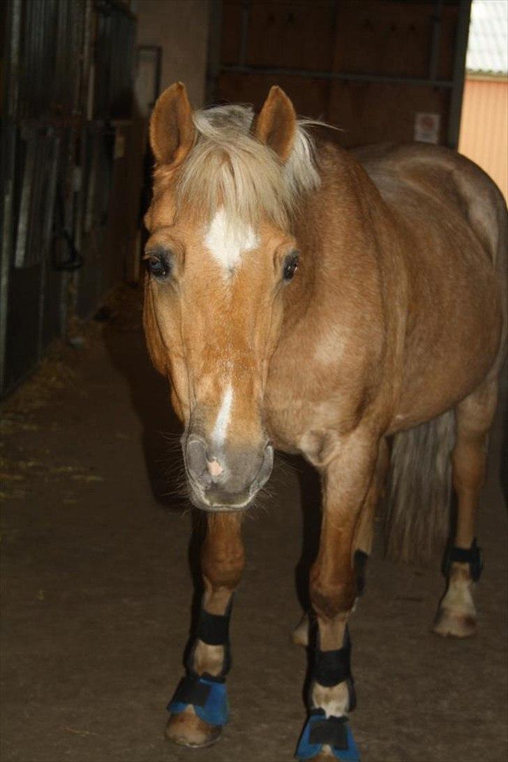 Anden særlig race Comet.<3 - Comet efter en springtime. 
Billedet er taget af MMB l Foto.(: billede 4