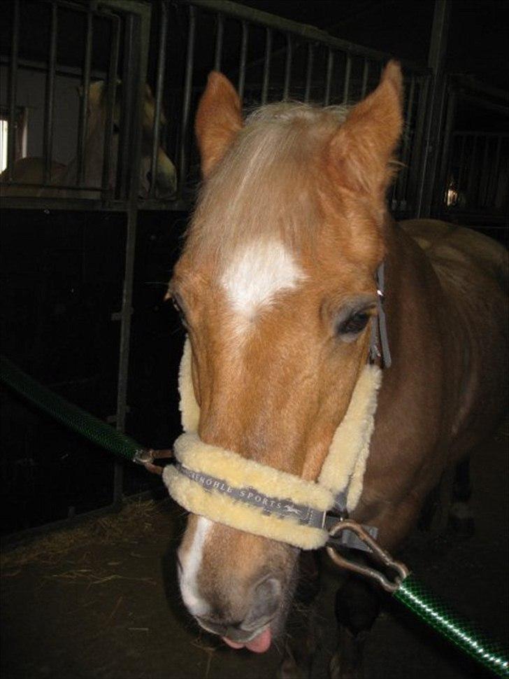 Anden særlig race Comet.<3 - En lørdag hvor jeg havde min mors kamera med ud på RIK. Comet synes lige han skal pifte billedet op med sin seje tunge.:D billede 5