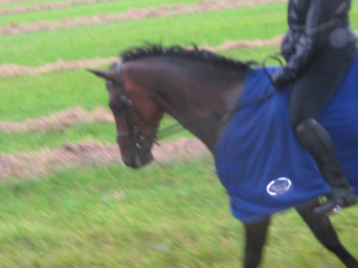 Dansk Varmblod Gustav Rau <3 billede 19