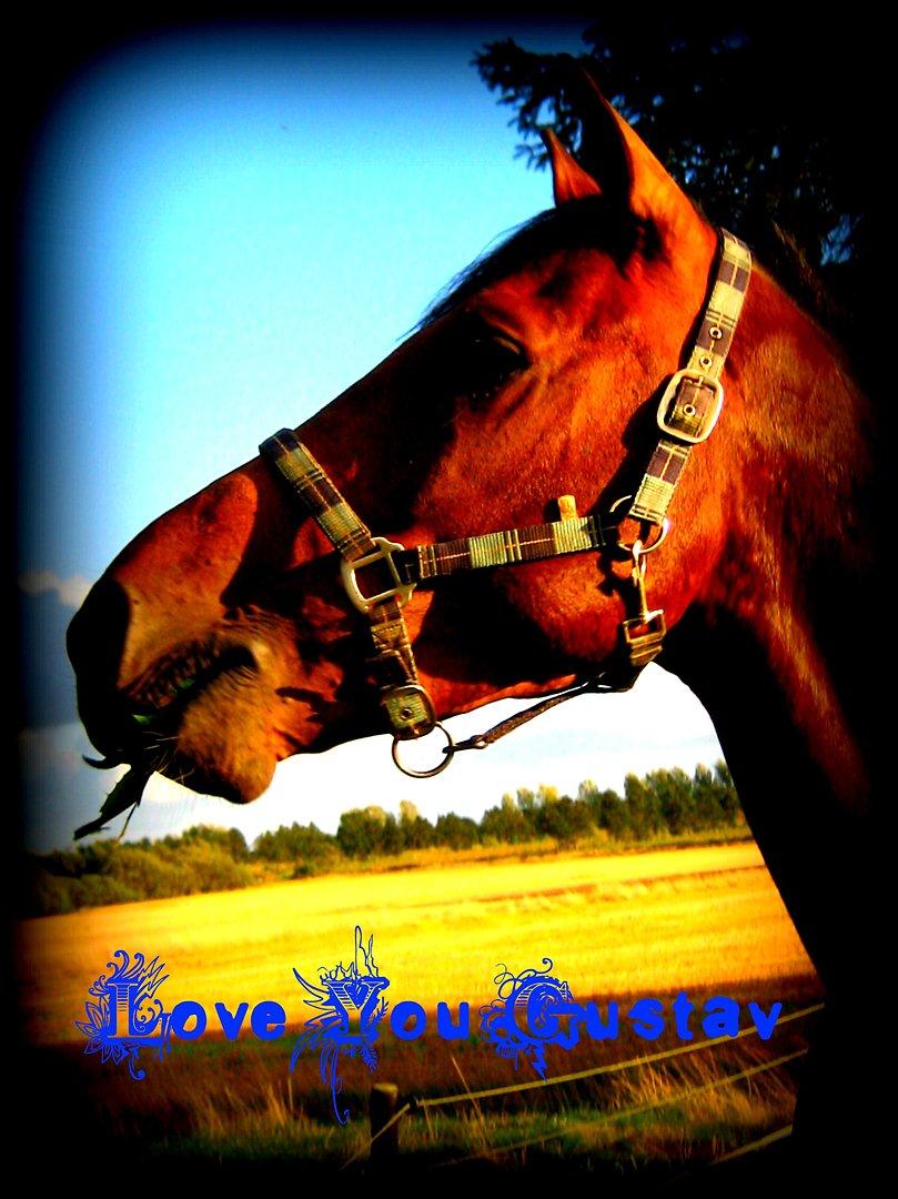 Dansk Varmblod Gustav Rau <3 billede 20