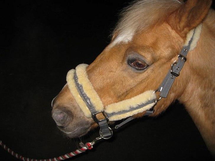 Anden særlig race Comet.<3 - Med Mette og Comet inde i hallen ..:D billede 6