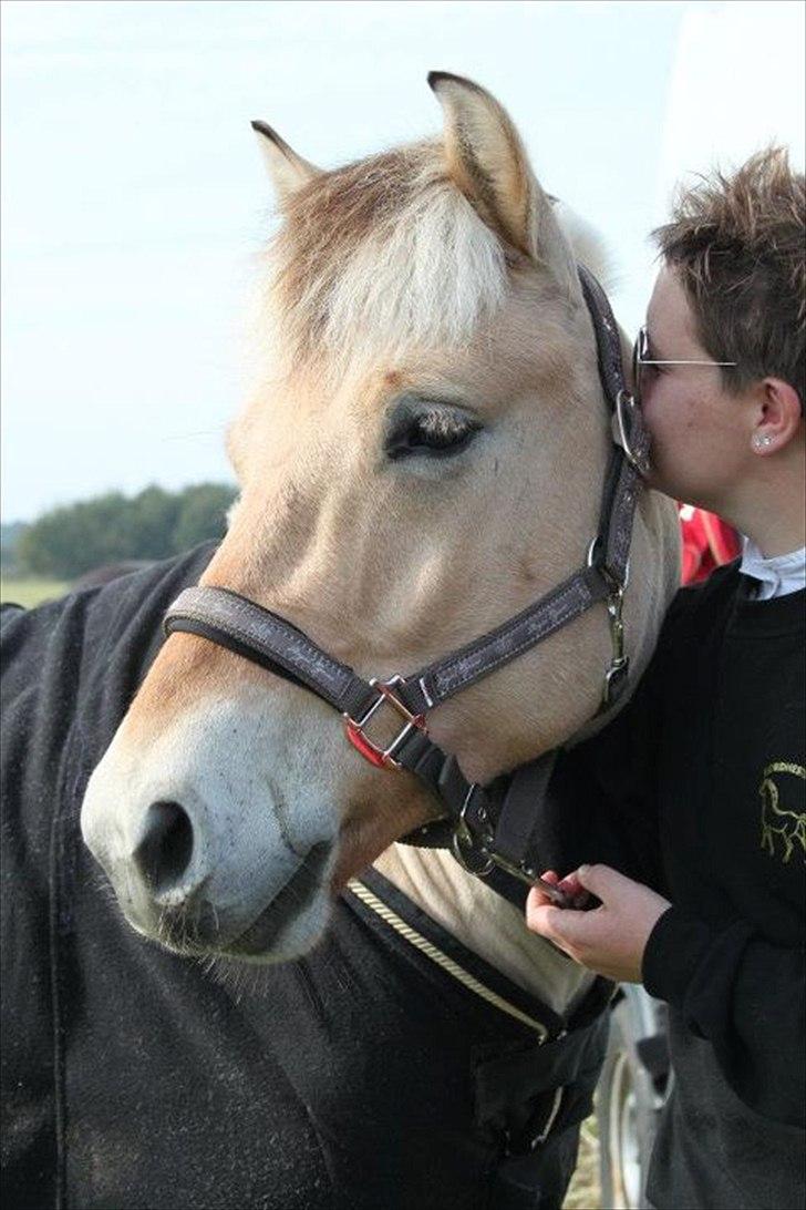 Fjordhest Neptun Skovå - Stævnedebut, okt. 2011 - et lille mys til min stjerne.. billede 2